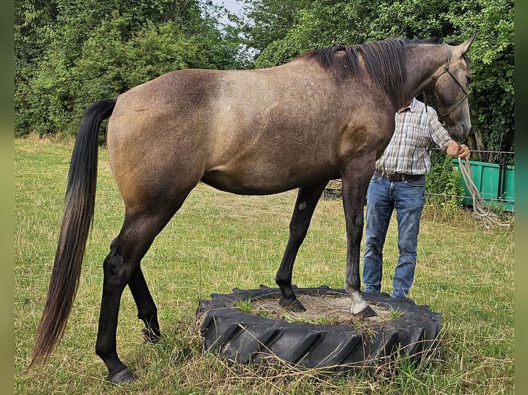 American Quarter Horse Klacz 3 lat 150 cm Siwa in Müglitztal