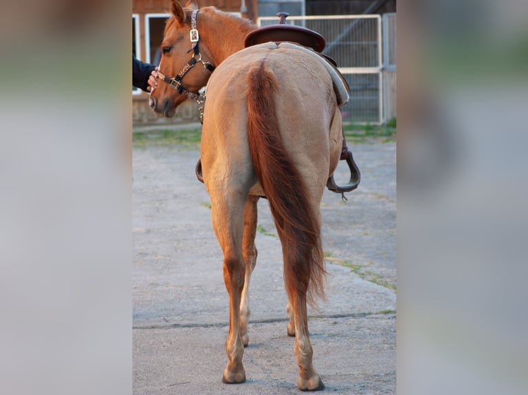 American Quarter Horse Klacz 3 lat 151 cm Bułana in Rudolstadt