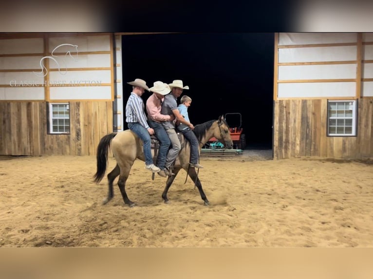 American Quarter Horse Klacz 3 lat 152 cm Bułana in Fredonia, KY