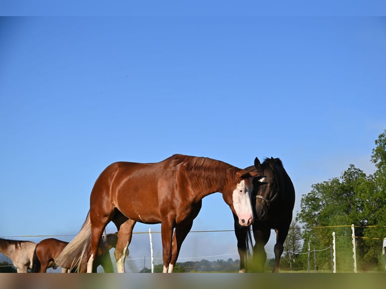 American Quarter Horse Klacz 3 lat 152 cm Ciemnokasztanowata in Newfoundland