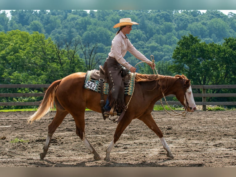 American Quarter Horse Klacz 3 lat 152 cm Ciemnokasztanowata in Newfoundland