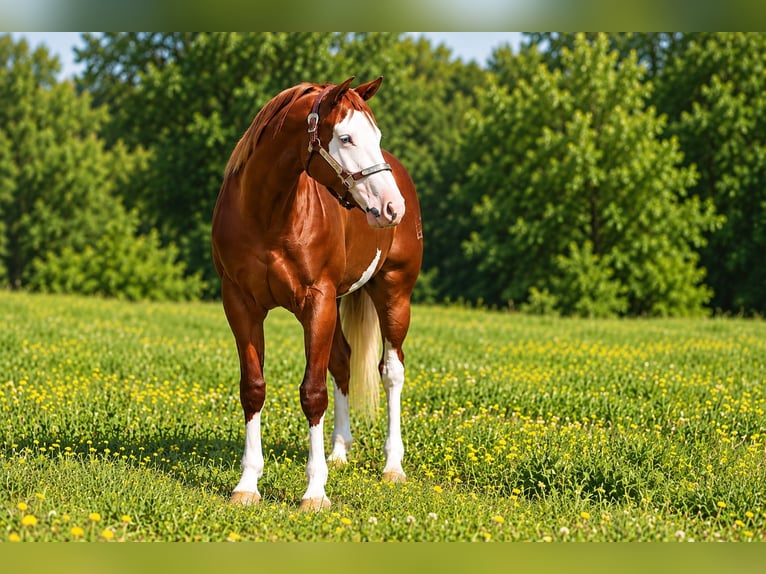 American Quarter Horse Klacz 3 lat 152 cm Ciemnokasztanowata in Newfoundland