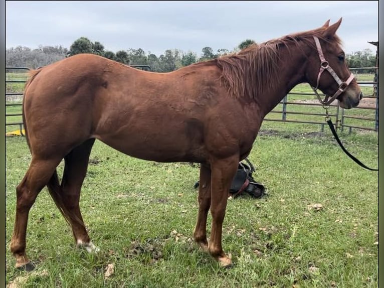 American Quarter Horse Klacz 3 lat 152 cm Cisawa in Geneva