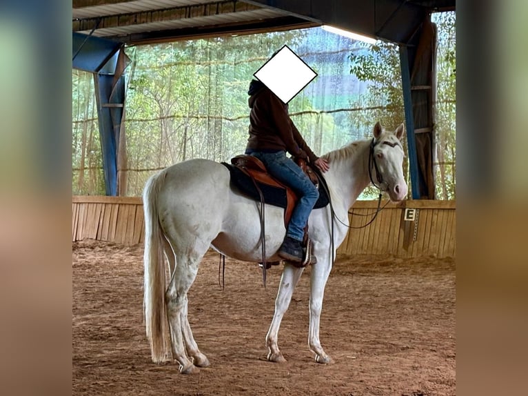 American Quarter Horse Klacz 3 lat 152 cm Cremello in Schmitshausen