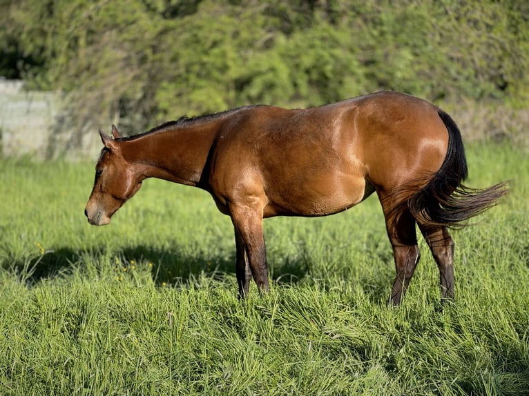 American Quarter Horse Klacz 3 lat 152 cm Gniada in Leun