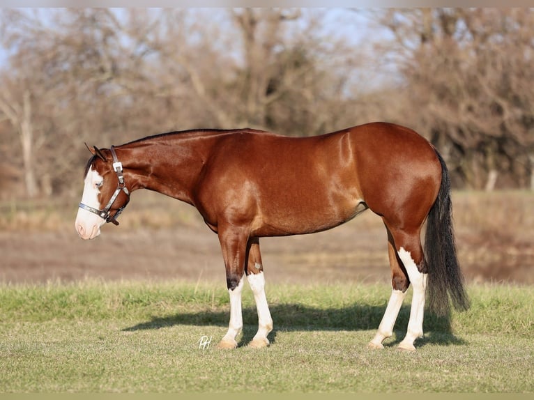 American Quarter Horse Klacz 3 lat 152 cm Gniada in Buffalo