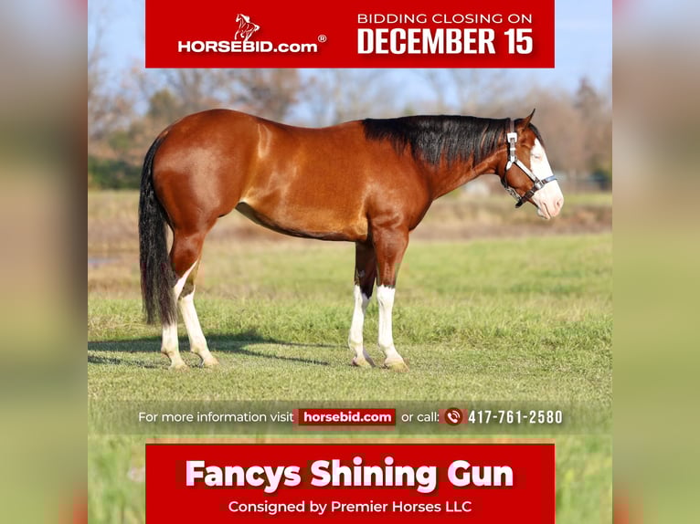 American Quarter Horse Klacz 3 lat 152 cm Gniada in Buffalo