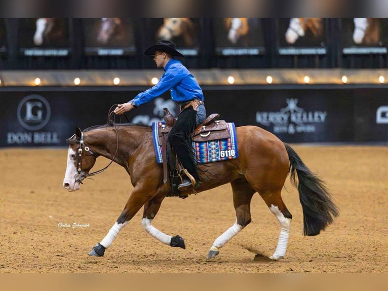 American Quarter Horse Klacz 3 lat 152 cm Gniada in Buffalo