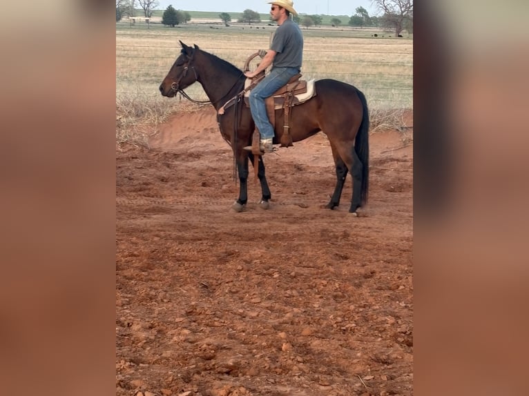 American Quarter Horse Klacz 3 lat 152 cm Gniada in Elk City, OK