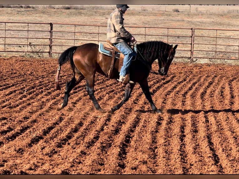 American Quarter Horse Klacz 3 lat 152 cm Gniada in Elk City, OK