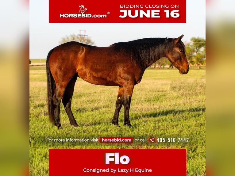 American Quarter Horse Klacz 3 lat 152 cm Gniada in Elk City, OK