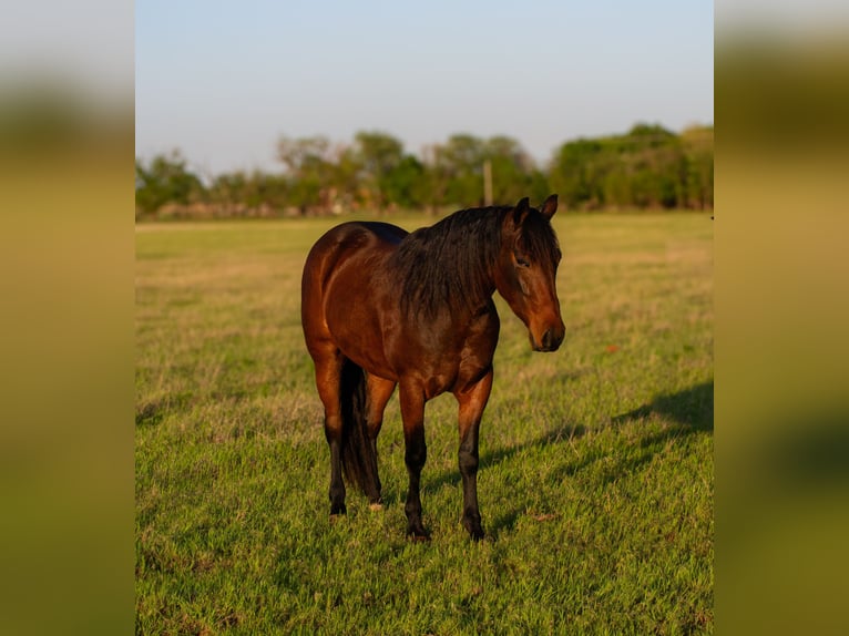 American Quarter Horse Klacz 3 lat 152 cm Gniada in Elk City, OK