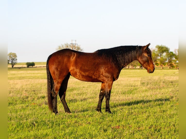 American Quarter Horse Klacz 3 lat 152 cm Gniada in Elk City, OK