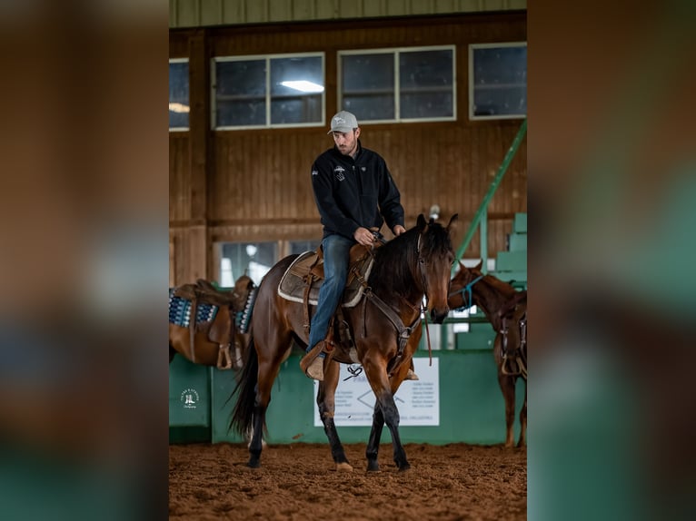 American Quarter Horse Klacz 3 lat 152 cm Gniada in Elk City, OK
