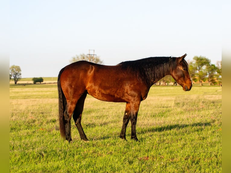 American Quarter Horse Klacz 3 lat 152 cm Gniada in Elk City, OK