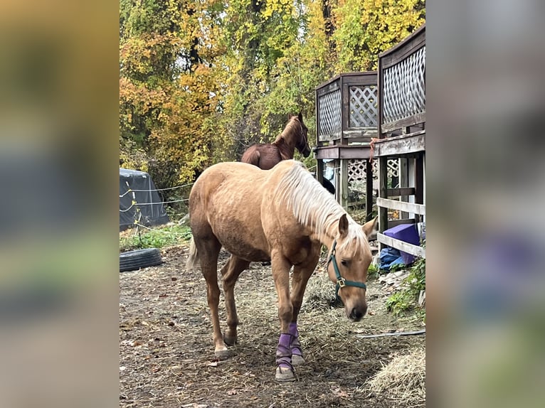 American Quarter Horse Klacz 3 lat 152 cm Izabelowata in Hudson Falls
