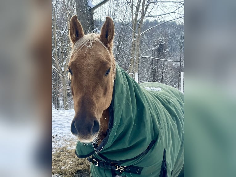 American Quarter Horse Klacz 3 lat 152 cm Izabelowata in Hudson Falls