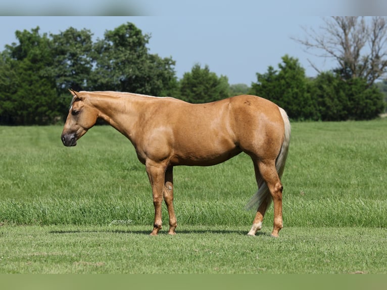 American Quarter Horse Klacz 3 lat 152 cm Izabelowata in Buffalo