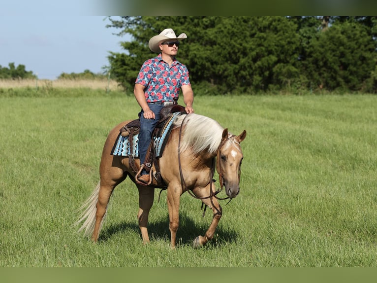 American Quarter Horse Klacz 3 lat 152 cm Izabelowata in Buffalo