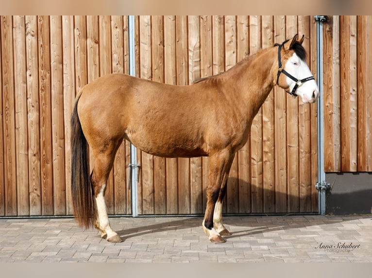 American Quarter Horse Klacz 3 lat 152 cm Jelenia in Hundsangen