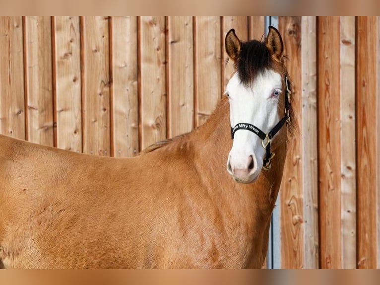 American Quarter Horse Klacz 3 lat 152 cm Jelenia in Hundsangen