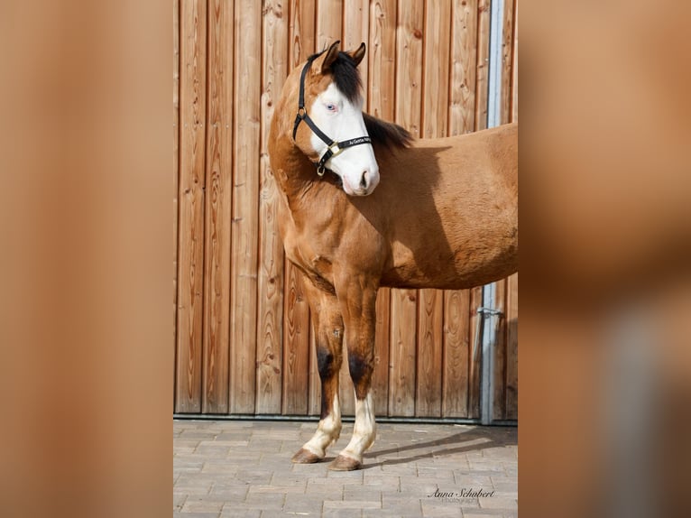 American Quarter Horse Klacz 3 lat 152 cm Jelenia in Hundsangen