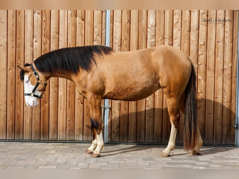 American Quarter Horse Klacz 3 lat 152 cm Jelenia in Hundsangen