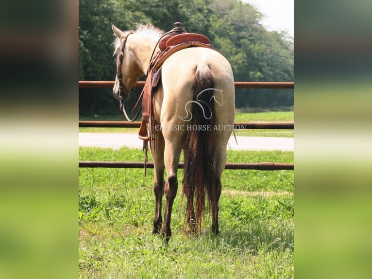 American Quarter Horse Klacz 3 lat 152 cm Jelenia in Brownstown, IL