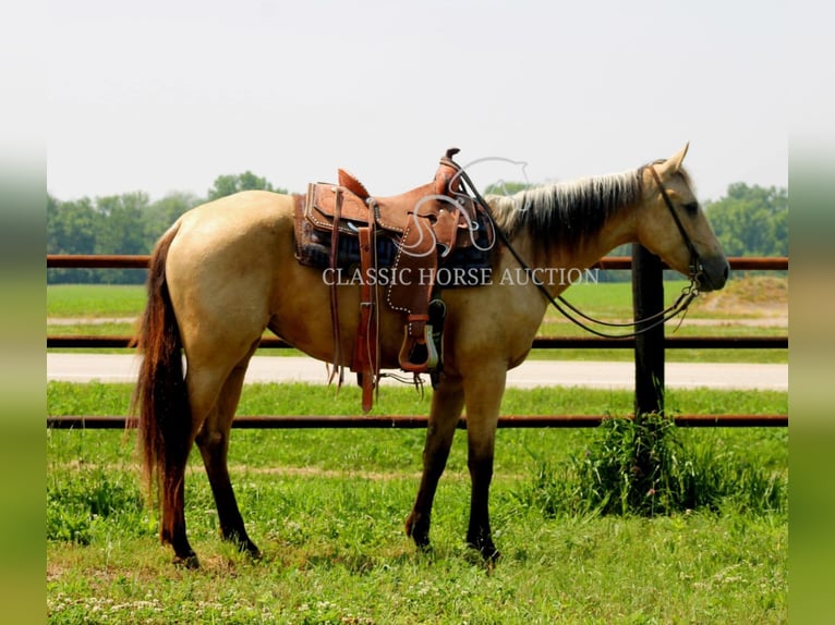 American Quarter Horse Klacz 3 lat 152 cm Jelenia in Brownstown, IL