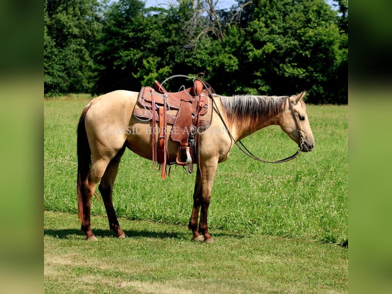American Quarter Horse Klacz 3 lat 152 cm Jelenia in Brownstown, IL