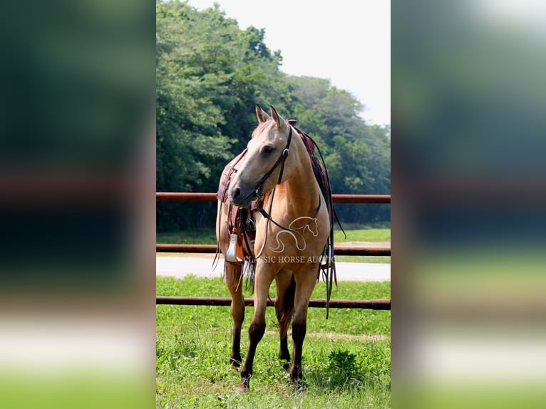 American Quarter Horse Klacz 3 lat 152 cm Jelenia in Brownstown, IL