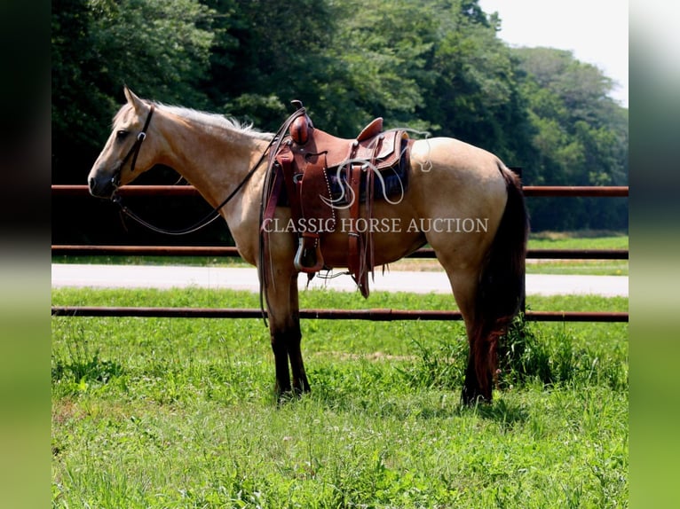 American Quarter Horse Klacz 3 lat 152 cm Jelenia in Brownstown, IL
