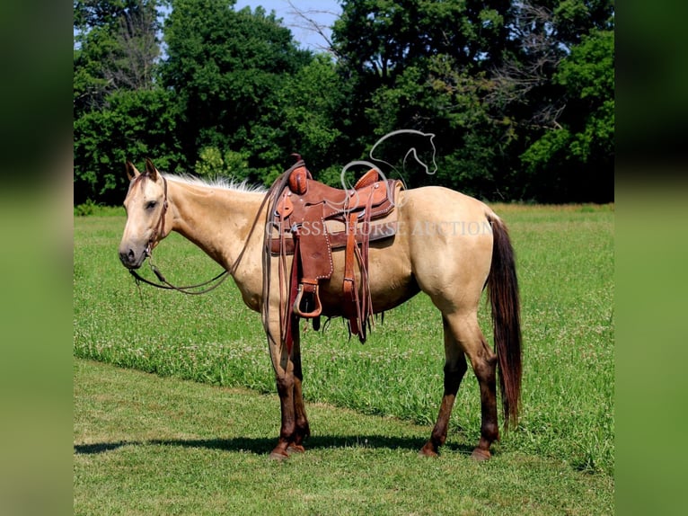 American Quarter Horse Klacz 3 lat 152 cm Jelenia in Brownstown, IL