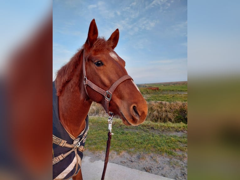 American Quarter Horse Klacz 3 lat 152 cm Kasztanowata in Emden