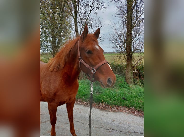 American Quarter Horse Klacz 3 lat 152 cm Kasztanowata in Emden