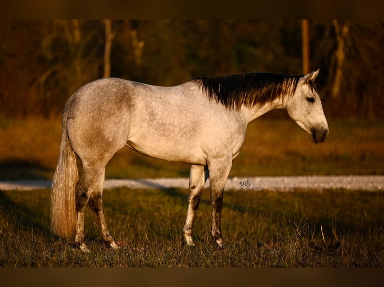 American Quarter Horse Klacz 3 lat 152 cm Siwa in Waco