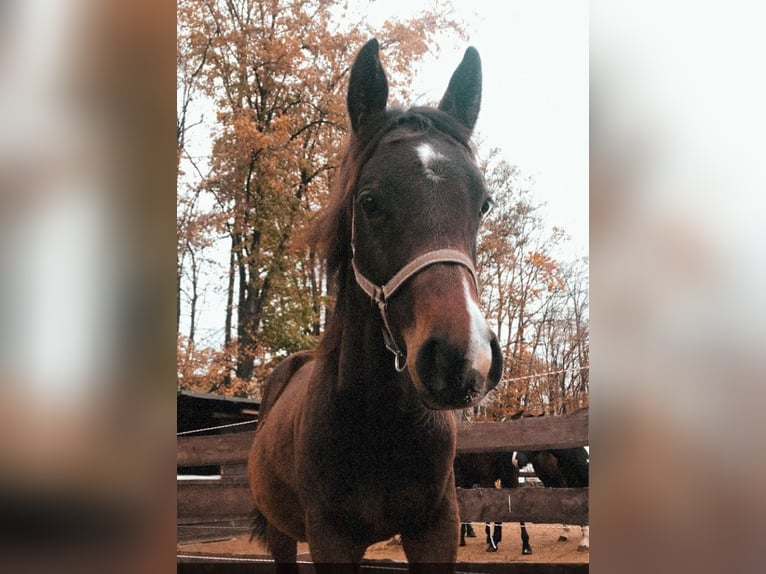 American Quarter Horse Klacz 3 lat 153 cm Gniada in Bergkamen