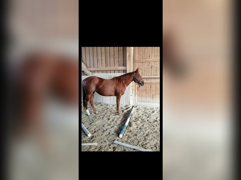 American Quarter Horse Klacz 3 lat 153 cm Kasztanowata in Kaufbeuren