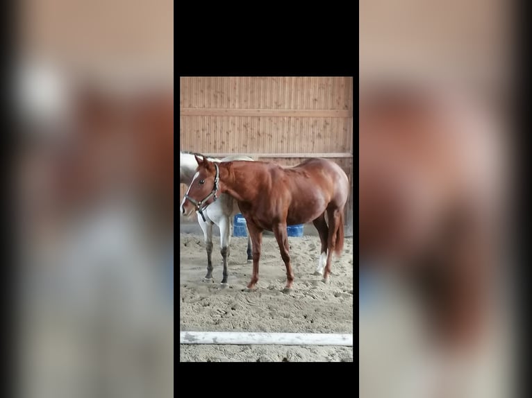 American Quarter Horse Klacz 3 lat 153 cm Kasztanowata in Kaufbeuren