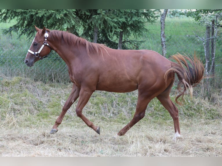 American Quarter Horse Klacz 3 lat 153 cm Kasztanowata in Herborn