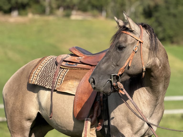American Quarter Horse Klacz 3 lat 154 cm Grullo in Marbach LU