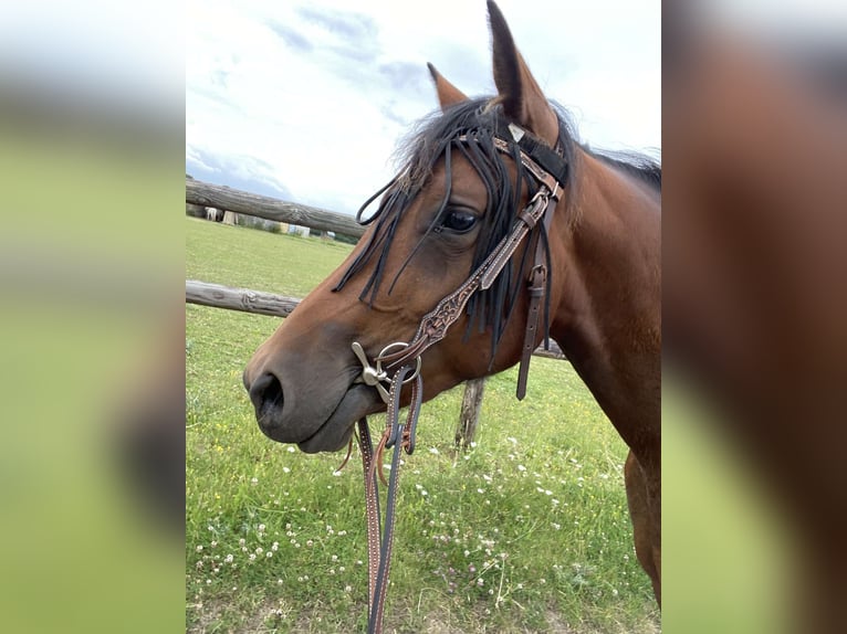 American Quarter Horse Klacz 3 lat 155 cm Gniada in Champagne-sur-Oise