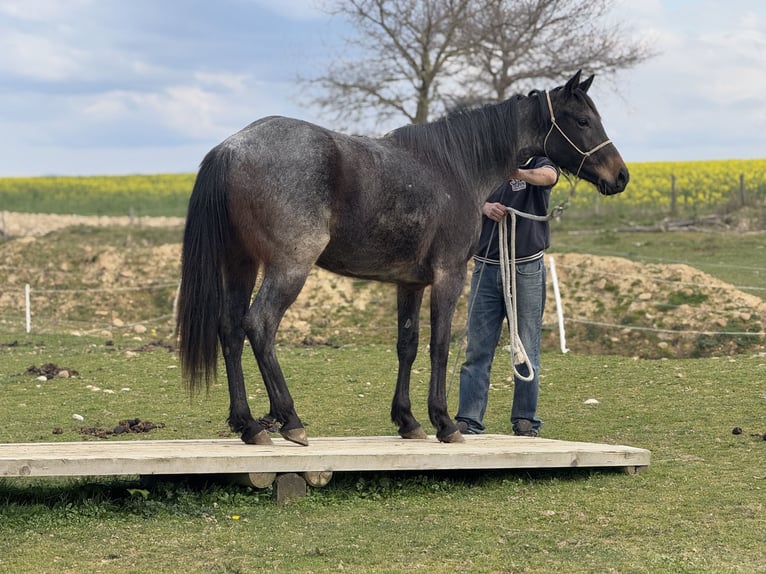 American Quarter Horse Klacz 3 lat 155 cm Gniadodereszowata in Thodure