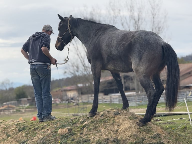 American Quarter Horse Klacz 3 lat 155 cm Gniadodereszowata in Thodure