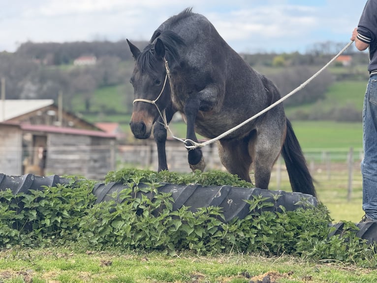 American Quarter Horse Klacz 3 lat 155 cm Gniadodereszowata in Thodure