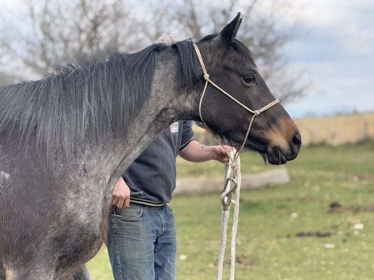 American Quarter Horse Klacz 3 lat 155 cm Gniadodereszowata in Thodure