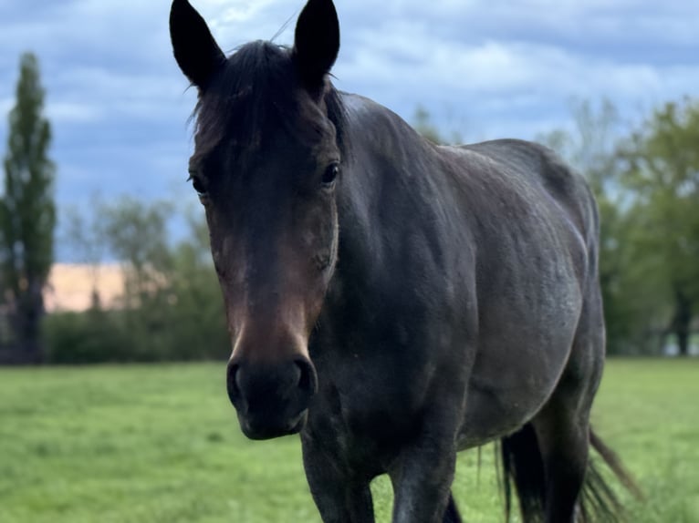 American Quarter Horse Klacz 3 lat 155 cm Gniadodereszowata in Thodure