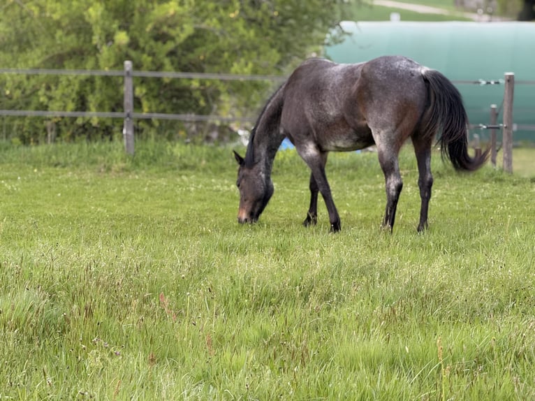 American Quarter Horse Klacz 3 lat 155 cm Gniadodereszowata in Thodure