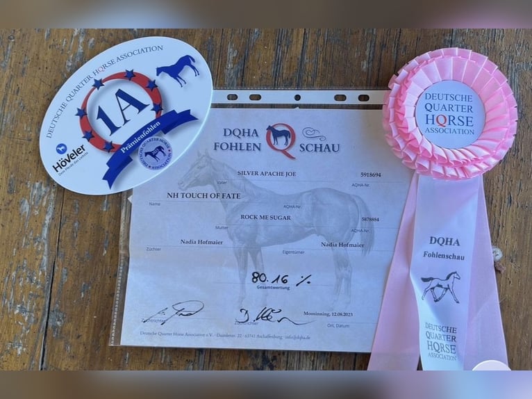 American Quarter Horse Klacz 3 lat 155 cm Kara in Kirchberg im Wald