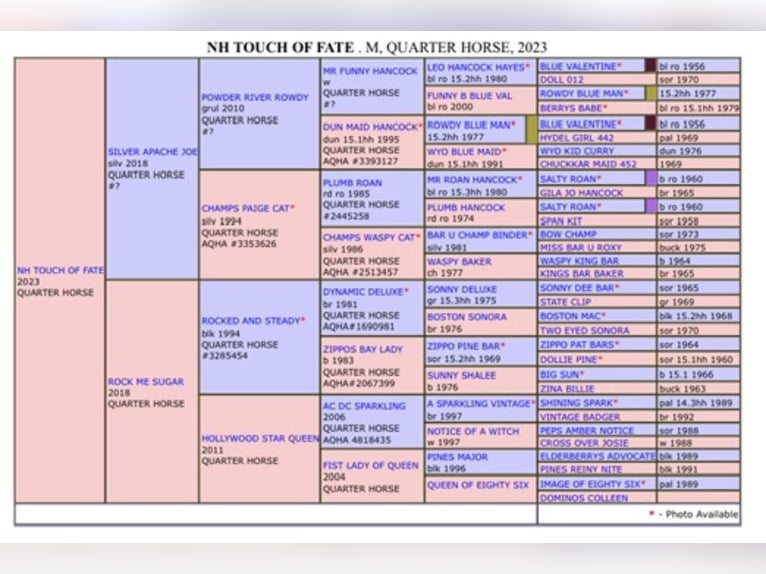 American Quarter Horse Klacz 3 lat 155 cm Kara in Kirchberg im Wald